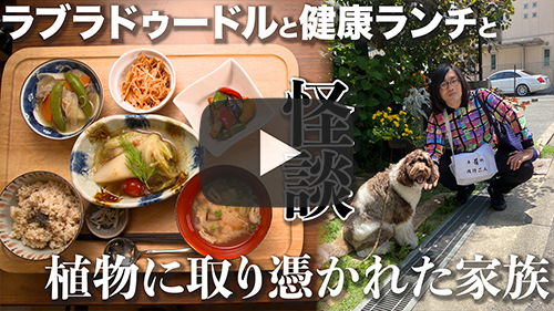 ここちこ