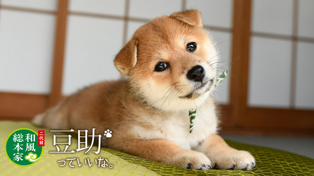 豆助っていいな。