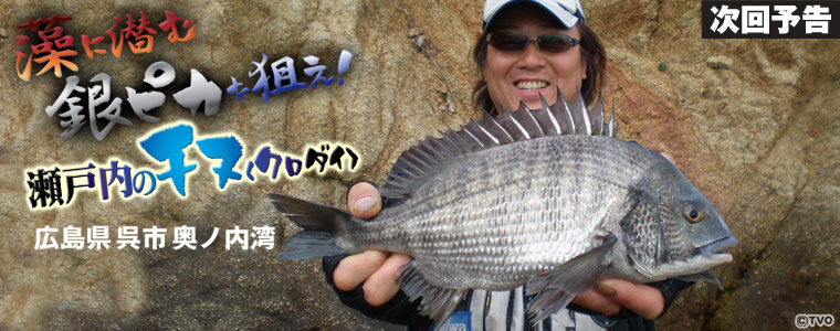 藻に潜む“銀ピカ”を狙え！瀬戸内のチヌ（クロダイ）