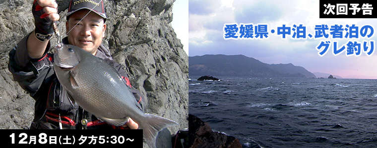 愛媛県･中泊､武者泊のグレ釣り