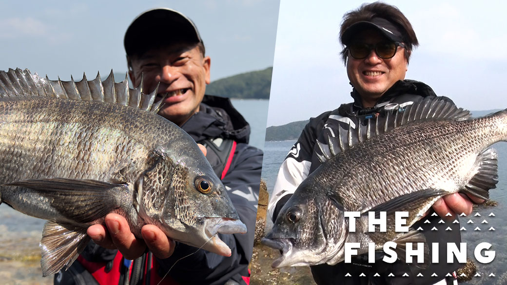 春のベストシーズン開幕！ <br>九十九島大型チヌ徹底攻略