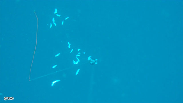 external_image