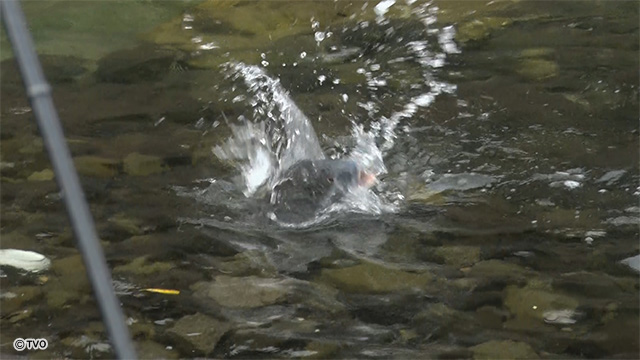 external_image