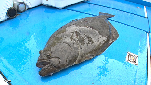 external_image
