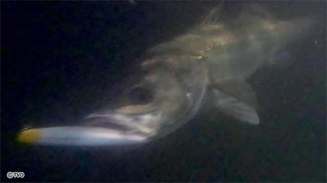 external_image
